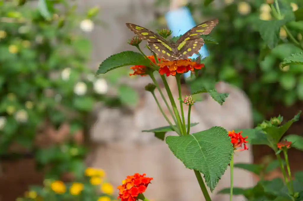 Mariposario de Benalmádena